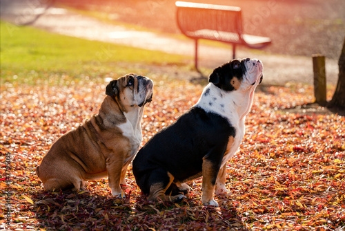 Black tri-color and red English British Bulldogs Dogs out for a walk looking up sitting in the grass on Autumn sunny day at sunset