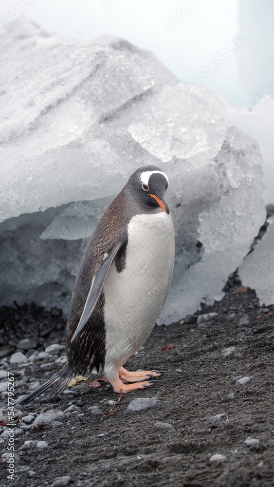 Fototapeta premium Gentoo penguin (Pygoscelis papua) in front of an iceberg at Brown Bluff, Antarctica