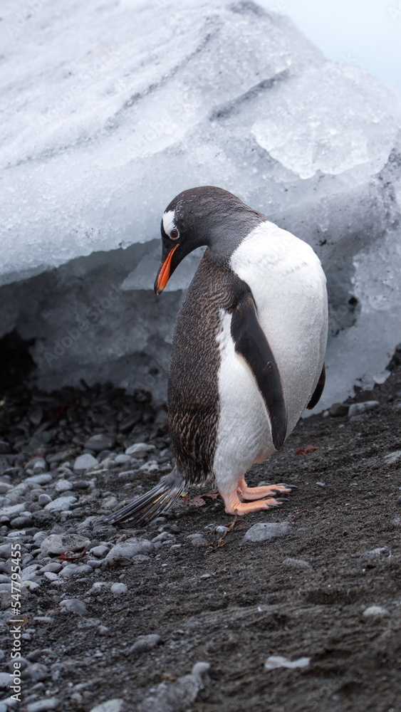 Fototapeta premium Gentoo penguin (Pygoscelis papua) in front of an iceberg at Brown Bluff, Antarctica