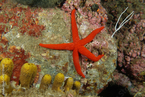 Mediterranean red sea star (Echinaster sepositus)