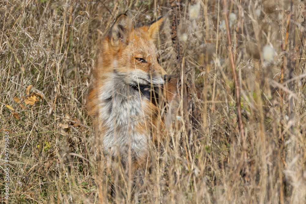 Red fox portrait in autumn Red fox portrait in autumn