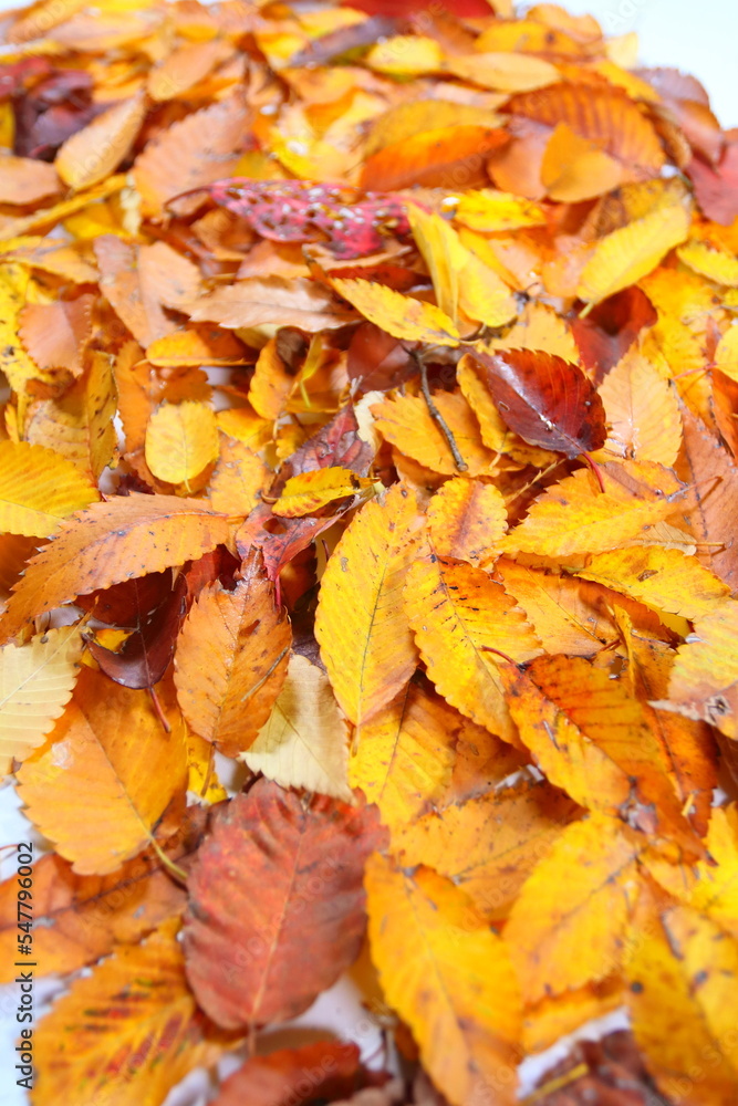 Fototapeta premium 落ち葉 紅葉 秋イメージweb素材