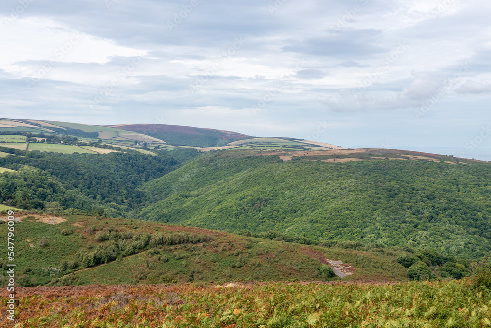 Obraz premium View from Dunkery Hill of Horner woods in Somerset