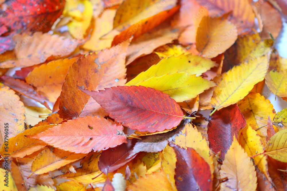 落ち葉 紅葉 秋イメージweb素材 落ち葉 紅葉 秋イメージweb素材