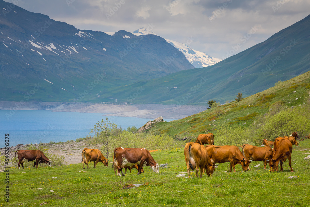 Herd of cows in front of the Mont-Cenis lake, Savoie, French alps