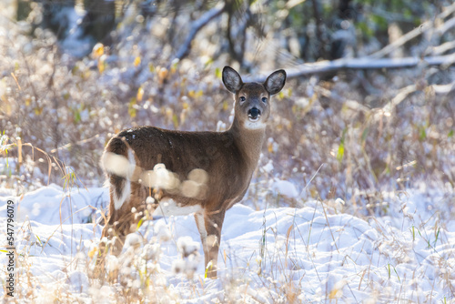  white-tailed deer in winter