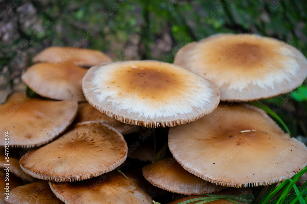 Detail of the Cortinarius Trivialis mushroom in the wild Detail of the Cortinarius Trivialis mushroom in the wild