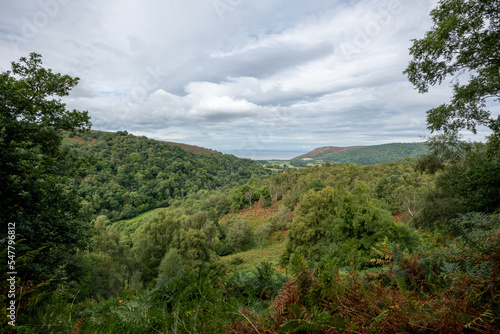 Landscape photo of Horner woods in Somerset