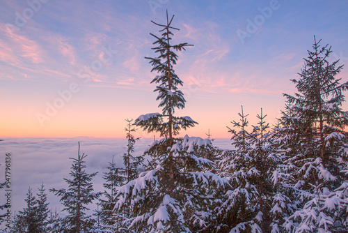 Beautiful sunset or sunrise in mountains in winter. Marvelous pink sky and tops of spruce trees, covered with snow. 