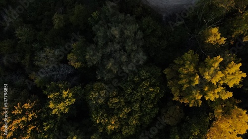 Trees from above