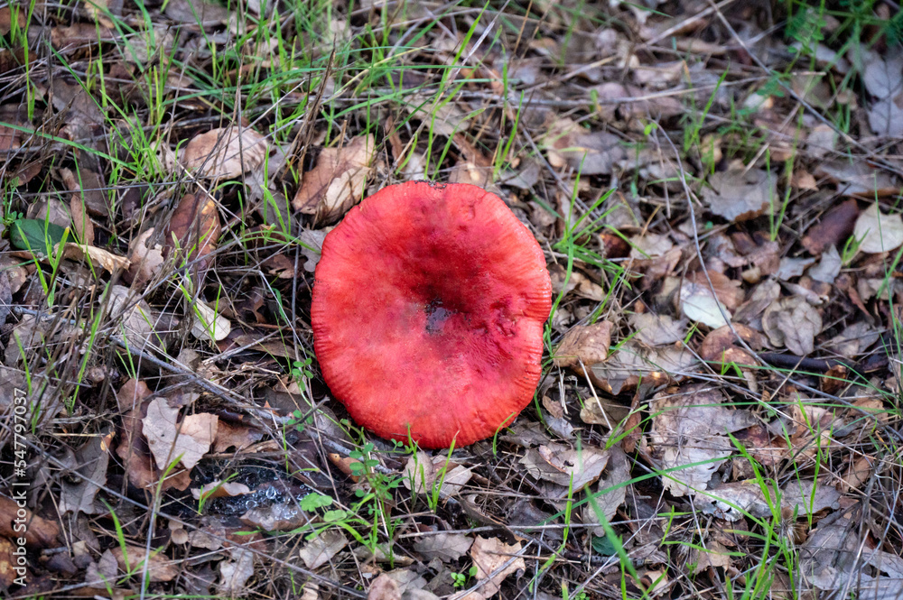 Detail of a pink wild mushrooms in their natural habitat Detail of a pink wild mushrooms in their natural habitat