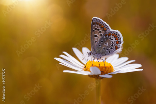 Papillon bleu - Polyommatus icarus