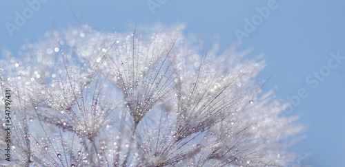 Dmuchawiec Mniszek rekarski