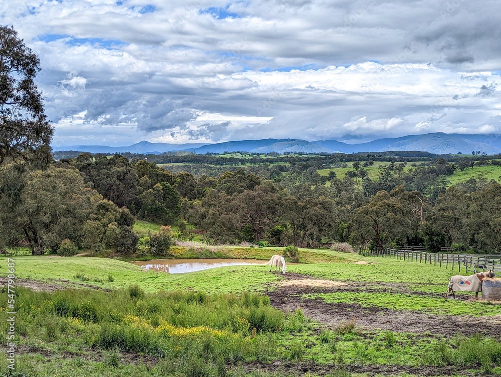 Obraz premium landscape with cows