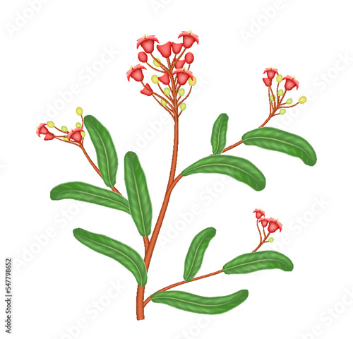 Sandalwood branch with green leaves and flowers. Fresh sandal element realistic isolated