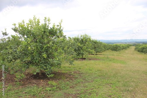 citrus plantation in northwestern Argentina