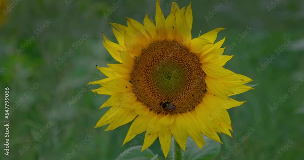 White-tailed bumblebee covered in Sunflower pollen. A bumblebee collecting nectar on a flower, Pollinators. White-tailed bumblebee covered in Sunflower pollen. A bumblebee collecting nectar on a flower, Pollinators.
