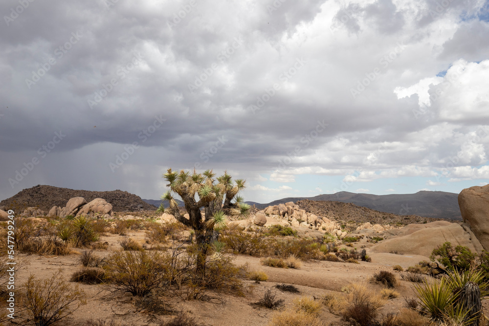 Fototapeta premium Desert scenes