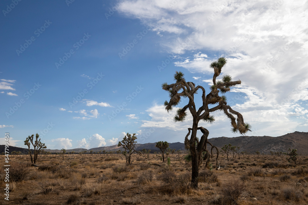 Obraz premium Desert scenes