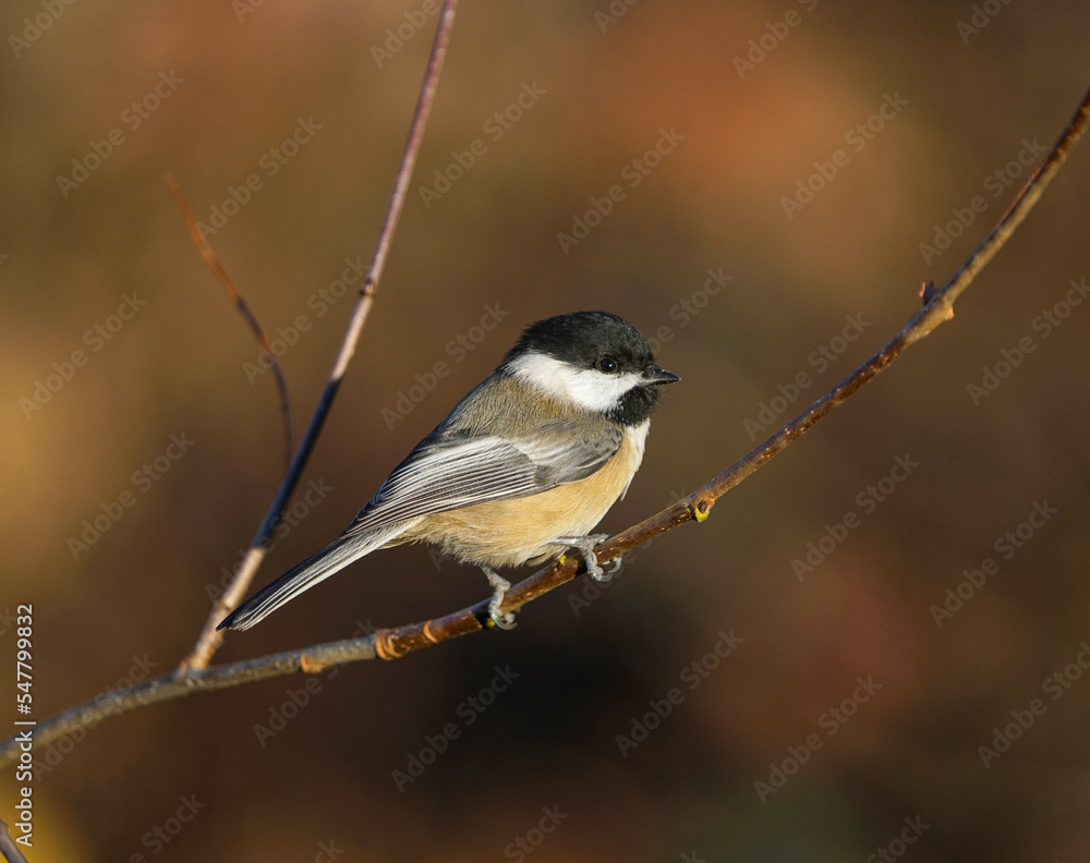 Fototapeta premium black capped chickadee bird standing on the tree branch