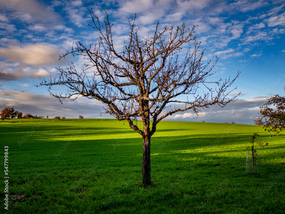 Kahler Obstbaum im Winter Kahler Obstbaum im Winter