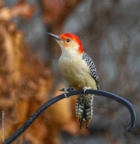 red bellied woodpecker standing on the garden fence