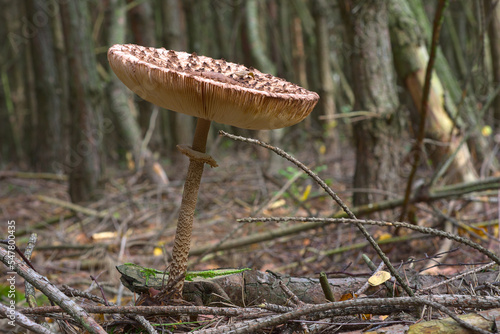 Forest mushroom on the background of forest litter and branches. Macrolepiota slingshot. Black kite.