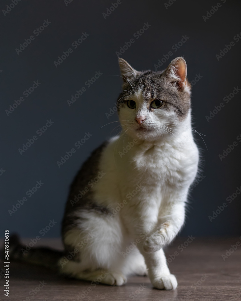 Portrait of a cute cat on a gray background