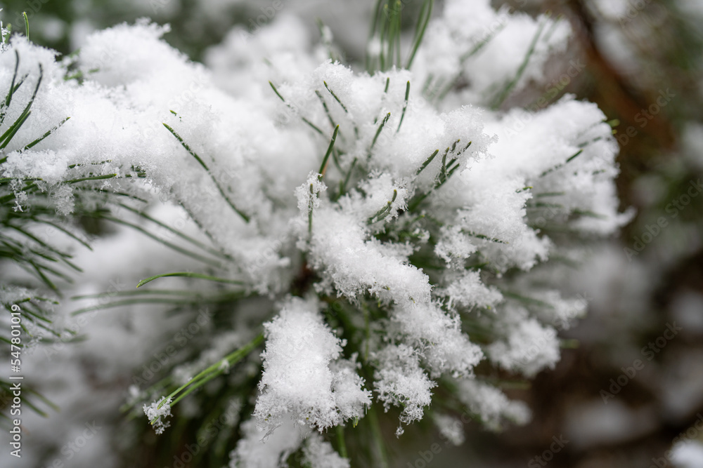 Close-up of fluffy white snow on green pine needles on a winter day outdoors, white snowflakes on a pine branch, winter background for Christmas and New Year, frosty snowy weather, selective focus