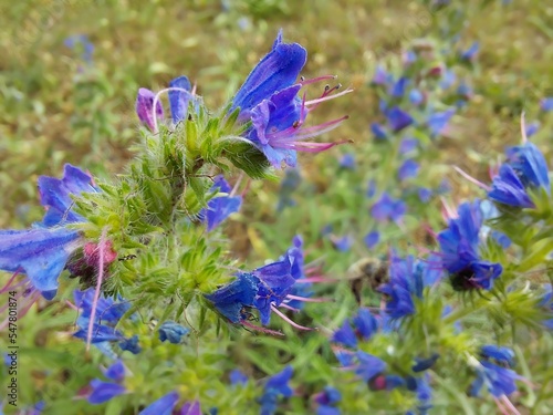 Echium vulgare known as viper's bugloss and blueweed[, macro with defocused background