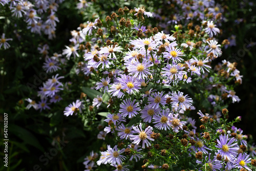 Beautiful violet flowers of Symphyotrichum dumosum photo