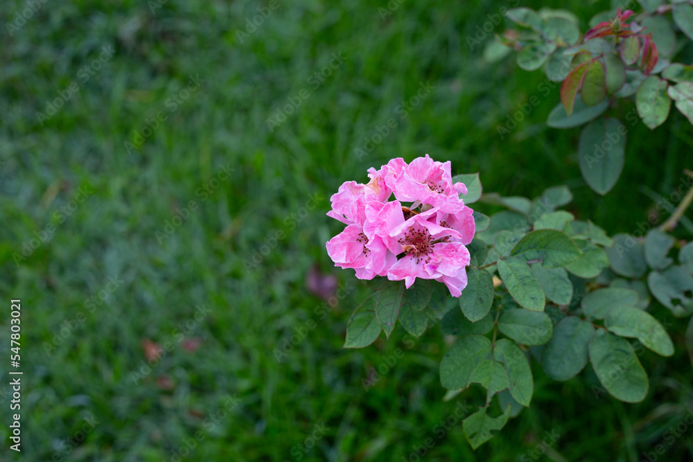 Rose flower in the garden Rose flower in the garden