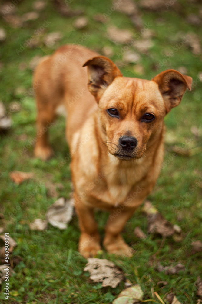 Naklejka premium Portrait of a dog. A dog without a breed. Mongrel from the shelter.