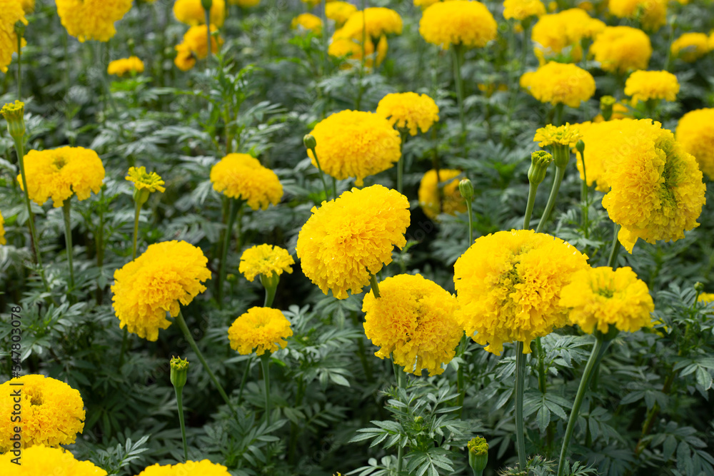 Yellow marigold flower in garden Yellow marigold flower in garden