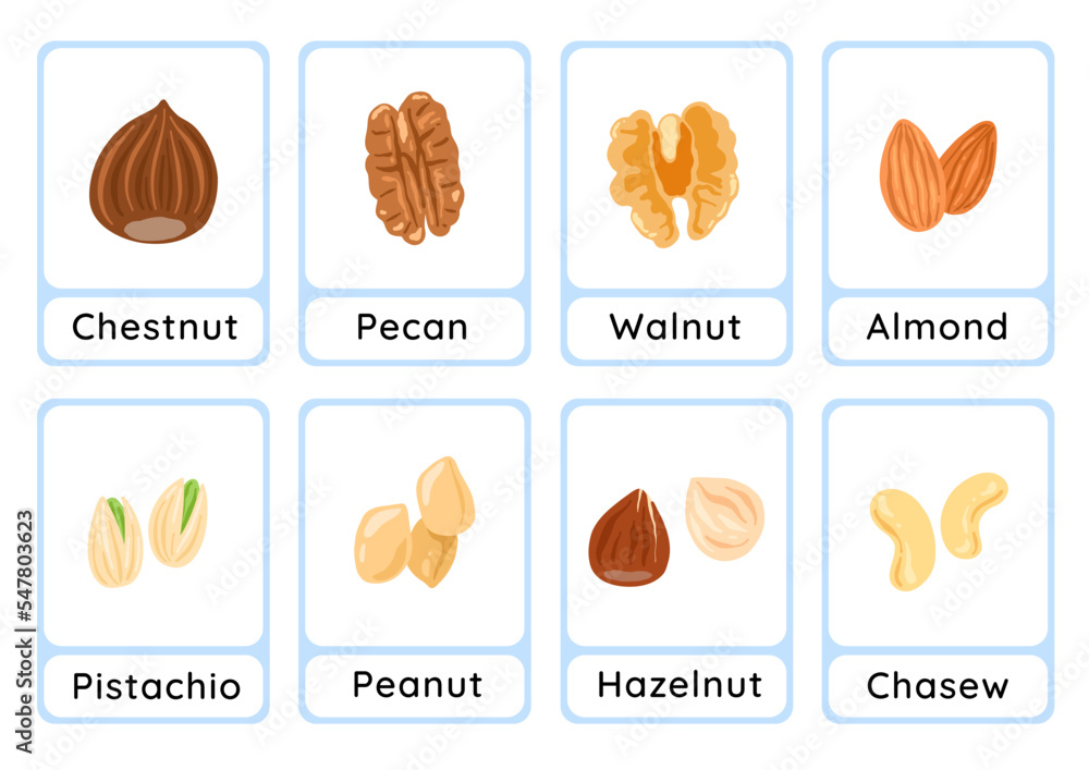 Nuts flashcard collection for children education, printable montessori material Stock Vector