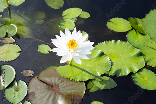 Beautiful blooming Nymphaea lotus flower with leaves  Water lily pot