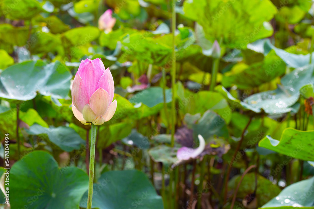 Pink lotus flower blooming in pond with green leaves Pink lotus flower blooming in pond with green leaves