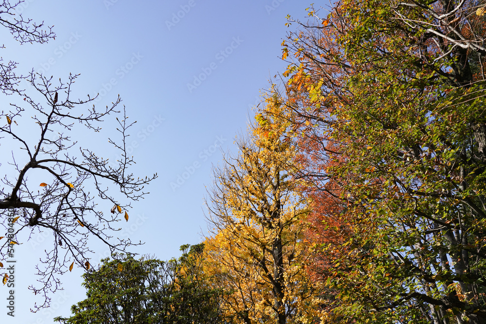 Fototapeta premium 紅葉の林