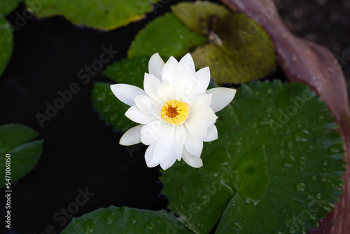 Beautiful blooming Nymphaea lotus flower with leaves  Water lily pot