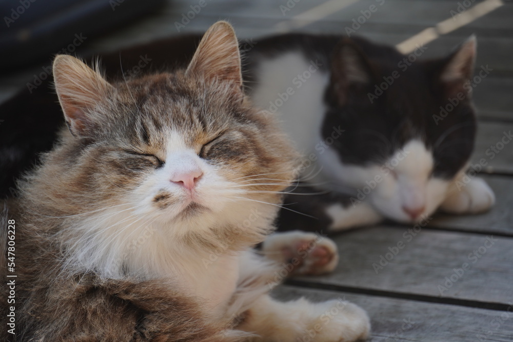 《宮城県》仲良く眠っている二匹の猫