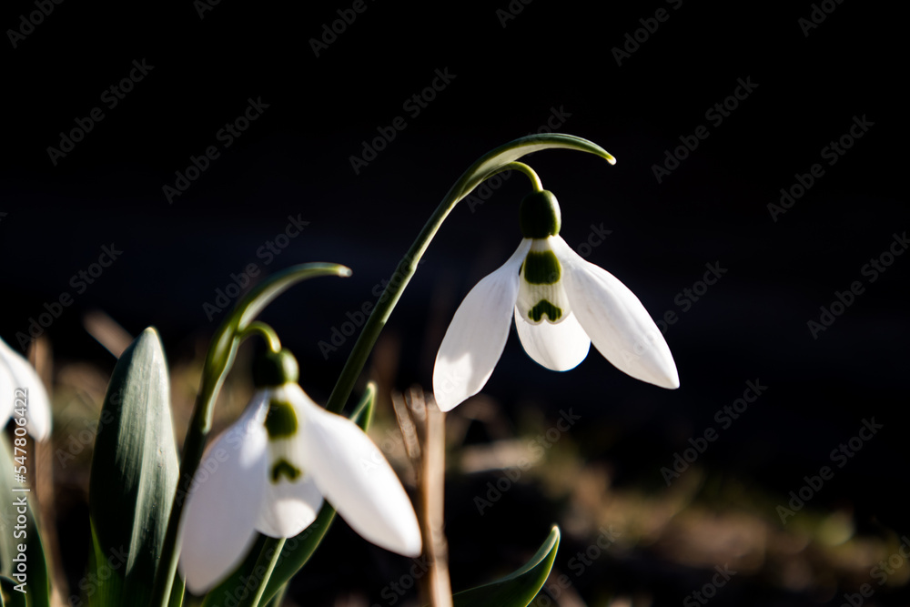 White snowdrop flowers in spring garden. Galanthus nivalis floral macro photo. White snowdrop flowers in spring garden. Galanthus nivalis floral macro photo.