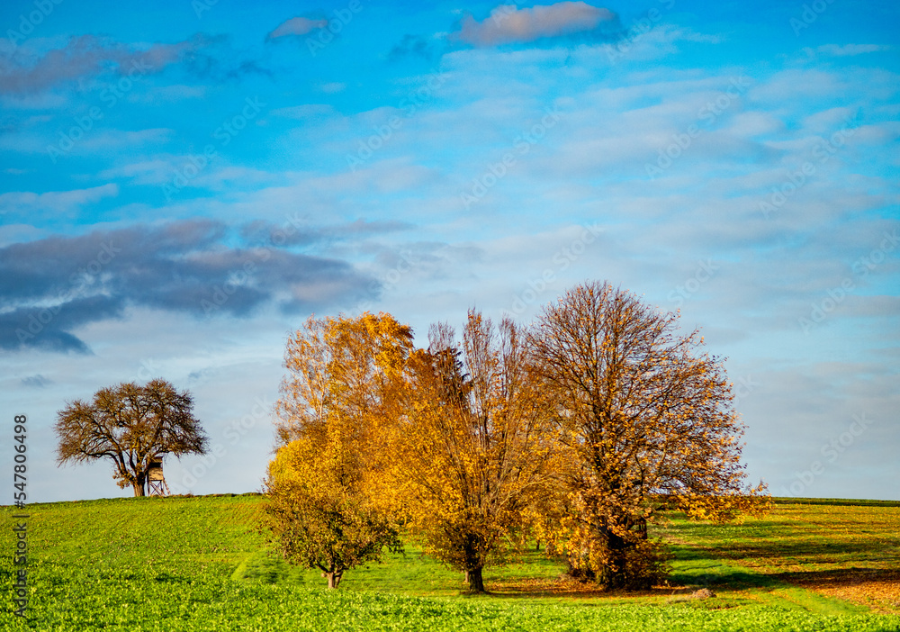 Obstbaum im Herbst Obstbaum im Herbst