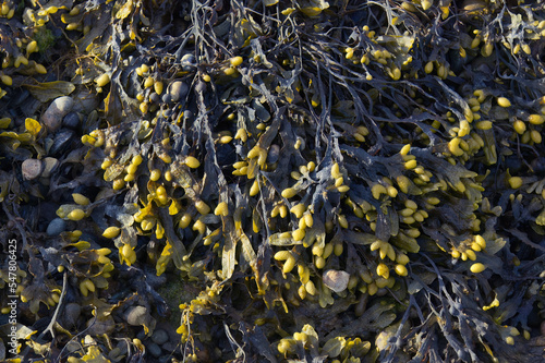 Seaweed on the beach