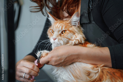 red Maine Coon cat in the hands of a groomer, cutting claws