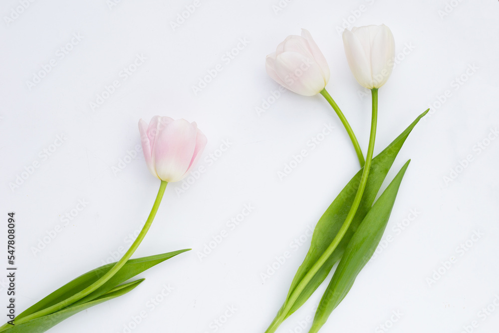 White pink tulips on white background.