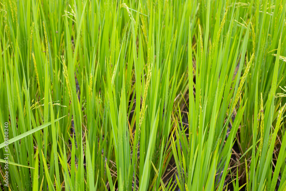 Obraz premium Rice plant in rice field.