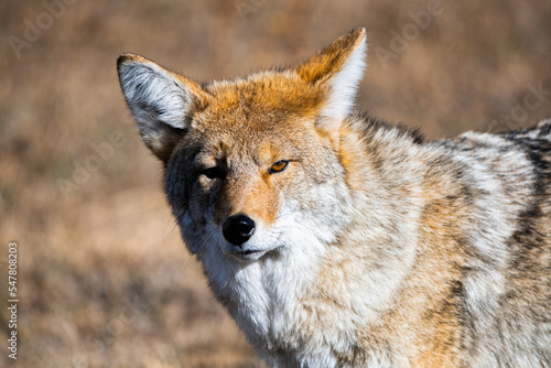 Coyote in Yellowstone National Park © Alex