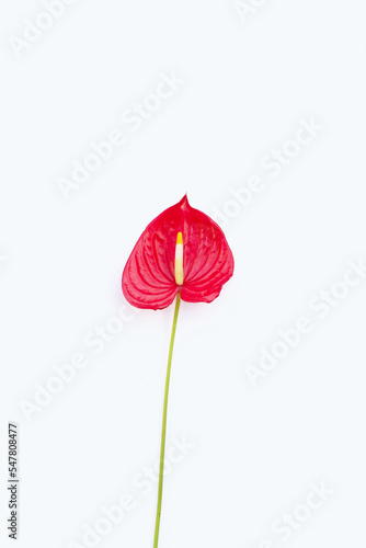 Flamingo flower or pigtail anthurium