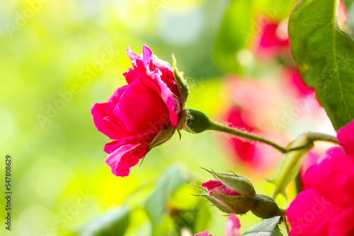 Tableau sur toile Pink rosebush buds on green background blooming in garden in sunny summer day