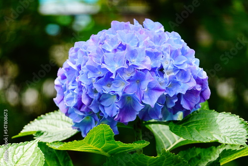 京都　三室戸寺　大きな青いあじさいの花